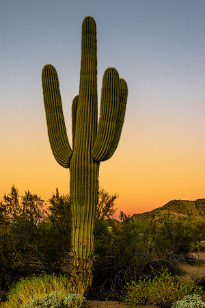 1103 Saguaro Susnset