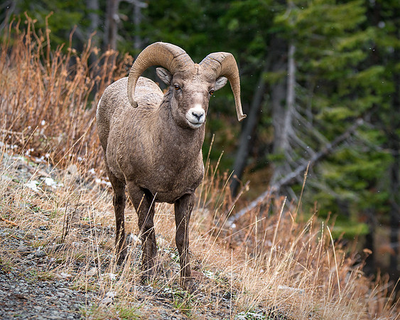 727 Bighorn Face to Face