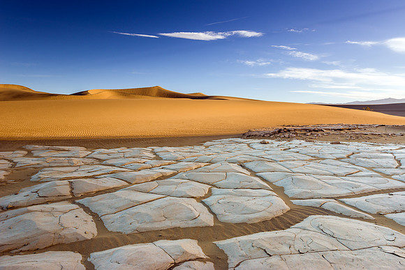 1104 Reptile Desert Floor