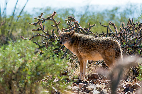 708 Arizona Coyote