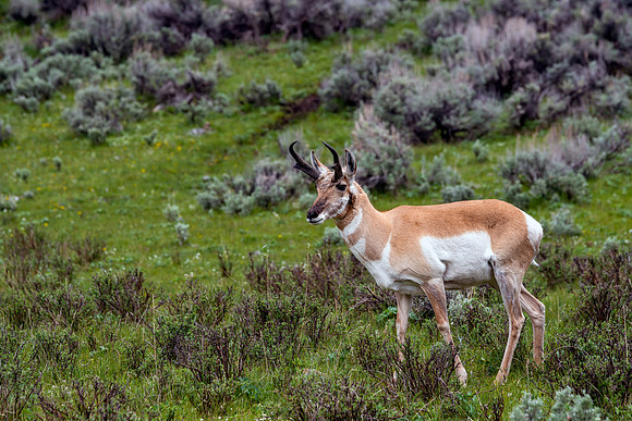 706 Pronghorn Antelope