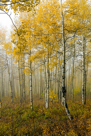 807 Mystical Aspens