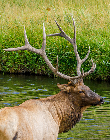701 Yellowstone Bull Elk