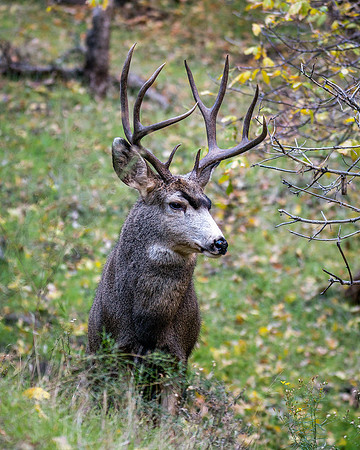 720 Zion 5x5 Mule Deer Buck