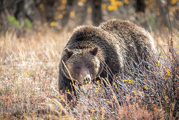 Teton Grizzly #399