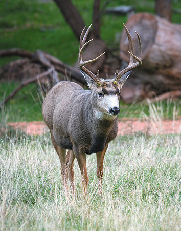 713 Zion Non-typical 5x4 Mule Deer Buck