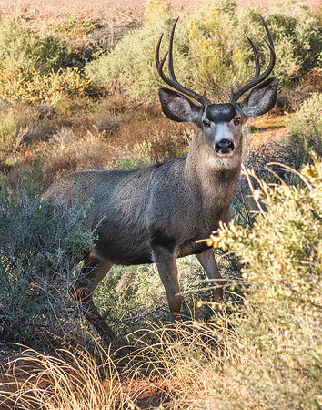714 Zion Typical 4x4 Mule Deer Buck