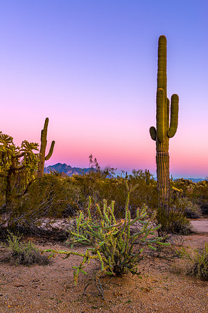 1116 Evening Cacti