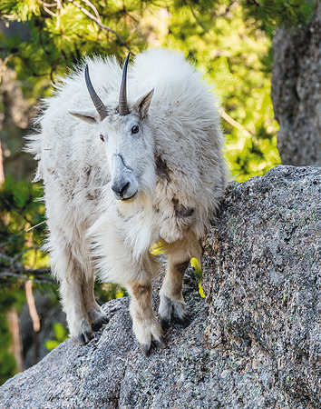 707 Mountain Goat