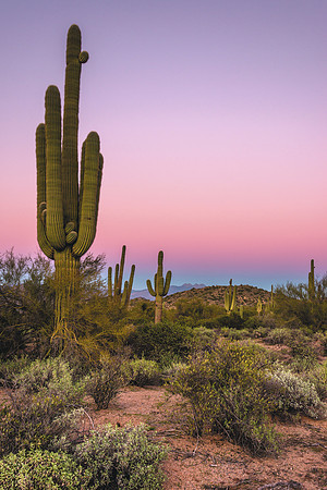 1102 Arizona Evening