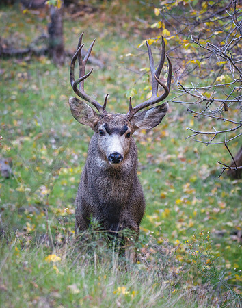712 Zion Typical 5x5 Mule Deer Buck