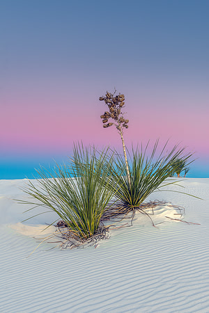 1108 Pastel Yucca at White Sands