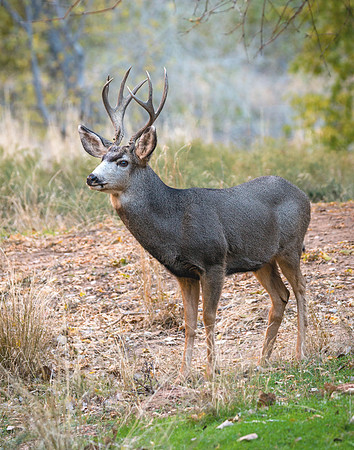 711 Zion Non-typical 5x3 Mule Deer Buck