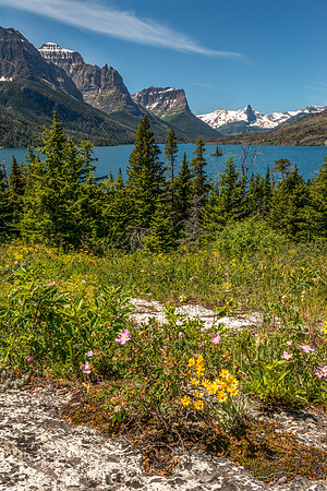 528 Glacial Wildflowers