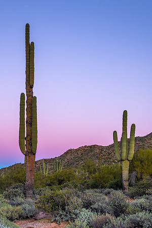 1101 Pastel Desert