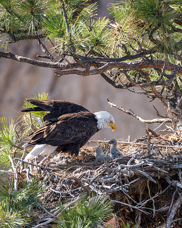 715 Smith Rock Eagle Family 2016 (First Week)