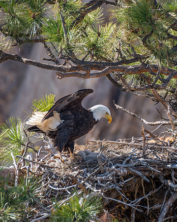 716 Smith Rock Bald Eagle Family