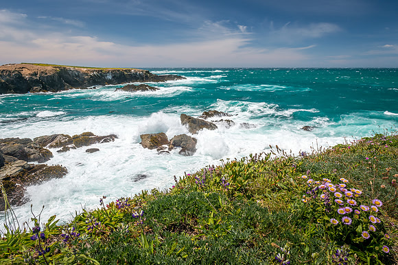 315 Wildflower Coast