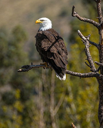 717 Smith Rock Bald Eagle 2016