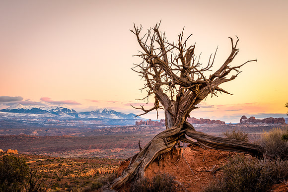 526 Tangled Sunset