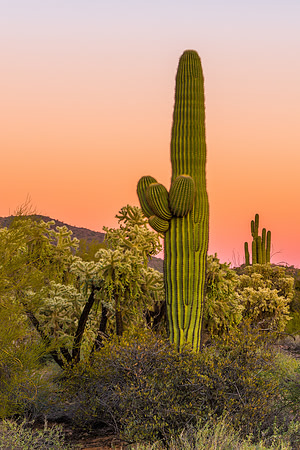 1117 Cactus Life