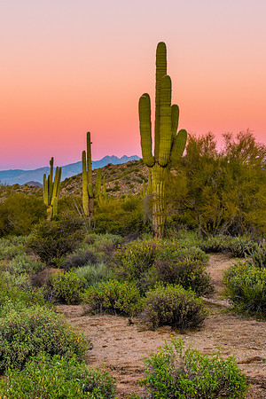 1100-V L Sonoran Desert Sunset