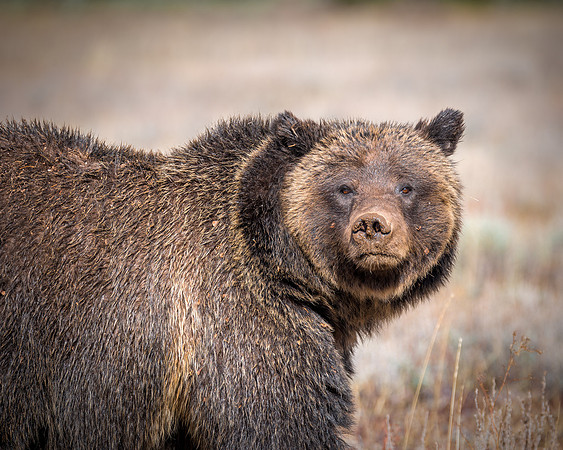 729 Teton Grizzly Staredown ( Her ID number is 399)
