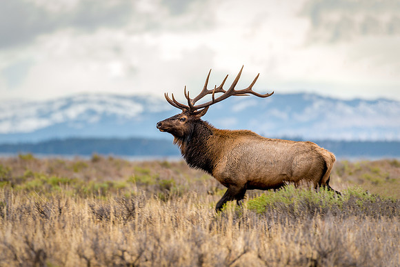 730 Teton Bull Elk - 2016