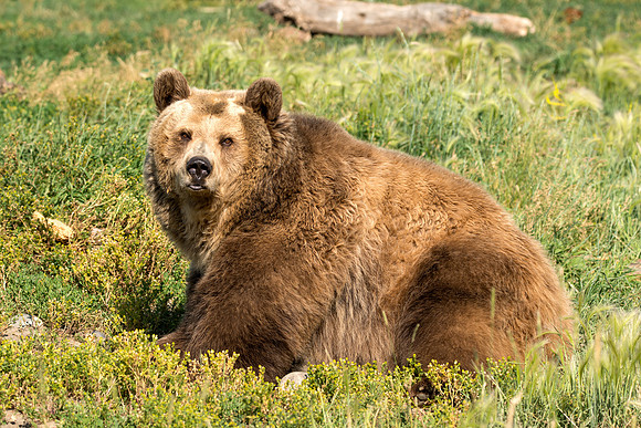 734 Just a Teddy Bear