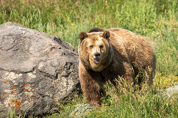 735 Morning Stroll Grizzly