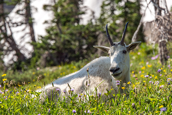 739 Stop and Smell the Wildflowers