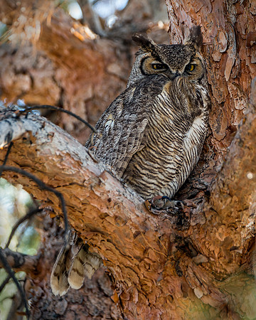 733 Great Horned Owl