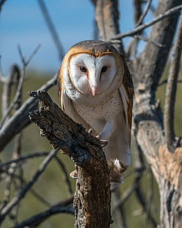 732 Barn Owl Pearched