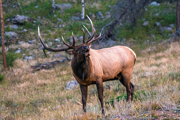 747 Rocky Mountain Bull Elk II