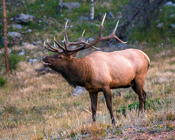 746 Rocky Mountain Bull Elk