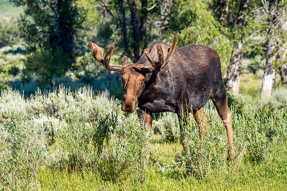 741 Good Morning Mr. Moose