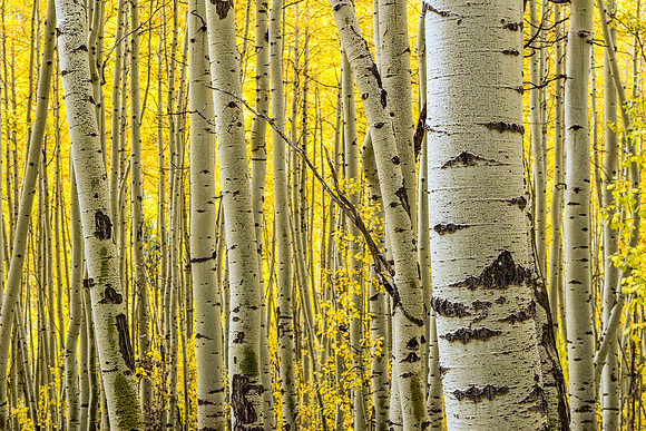 805 Eyes of the Aspen Forest