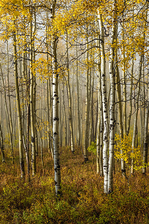 806 Last of the Aspen Leaves
