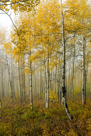 807 Mystical Aspens