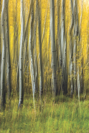 1409 Aspen Blur