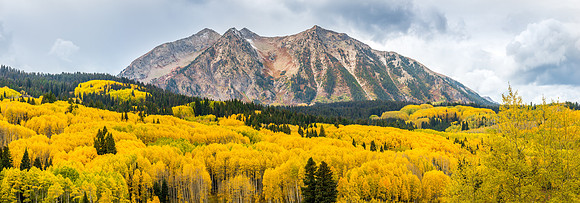 809 Nature's Golden Carpet