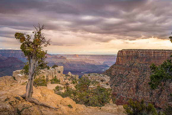 1341 Pastel Sunrise on the Grand Canyon