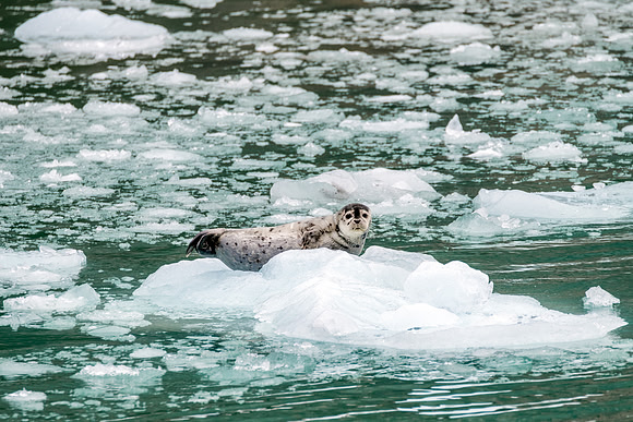 Harbor Seal Chillin'