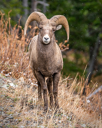726 Bighorn Encounter
