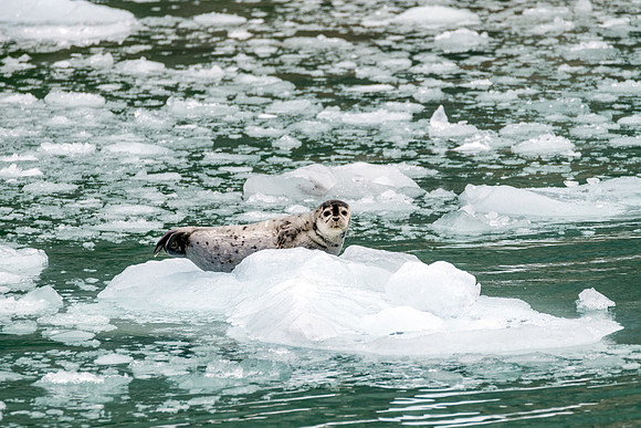 Harbor Seal Chillin'