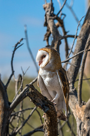 702 Barn Owl (Arizona)