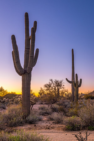 1109 Desert Glow
