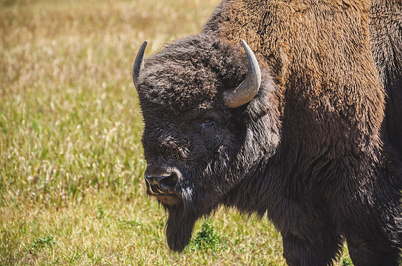 Bison Staredown by Wildlife Photographer William Dziuk