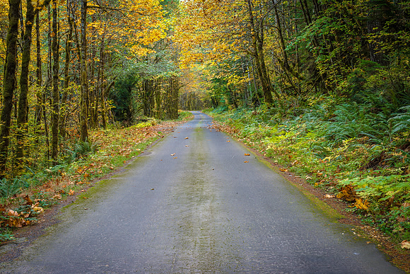 Autumn's Road