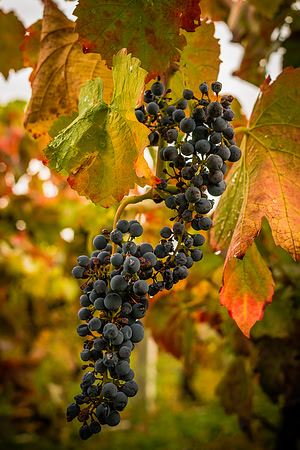 600 Autumn Harvest